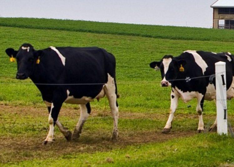 Krowy uciekły z gospodarstwa