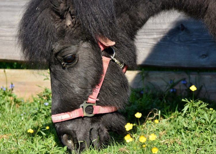 W Giewartowie zaginął kucyk