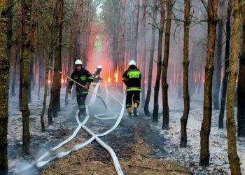 Palił się las w gminie Zagórów