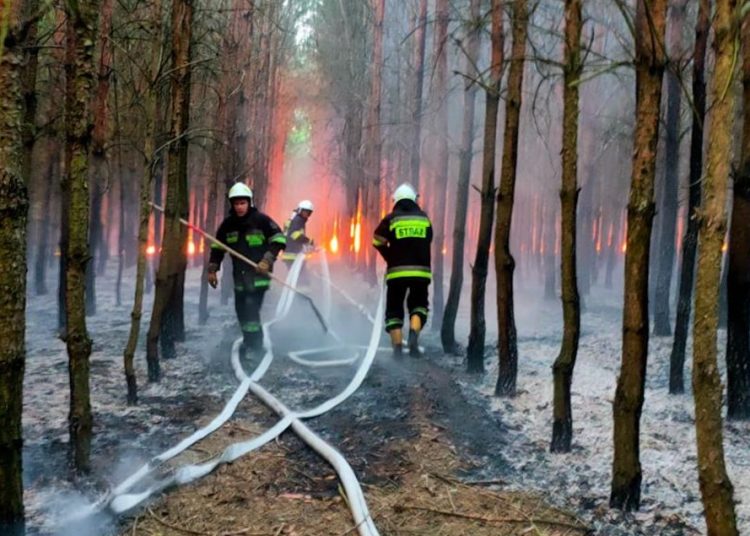 Palił się las w gminie Zagórów