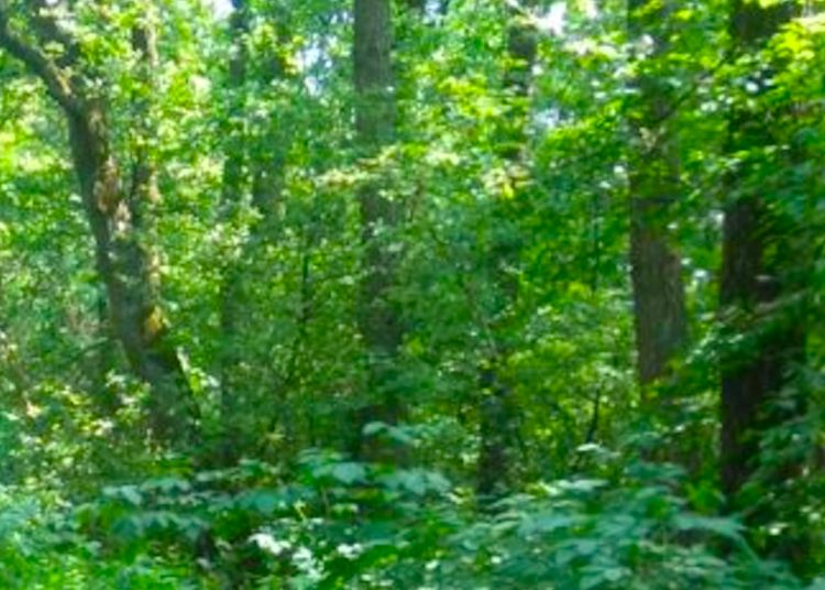 Dzielnicowi biorą się za lasy. Zakaz wjazdu