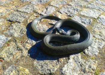 Wystraszyli się węża. Wezwali straż