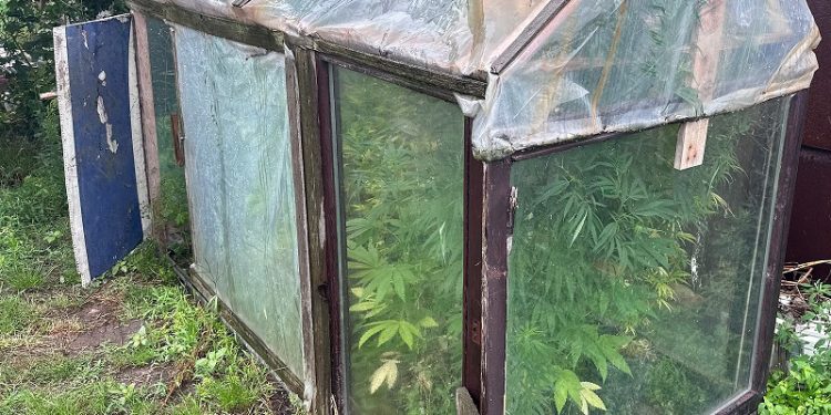 Uprawiał marihuanę. Twierdził, że dla papug