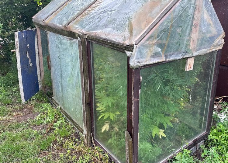 Uprawiał marihuanę. Twierdził, że dla papug