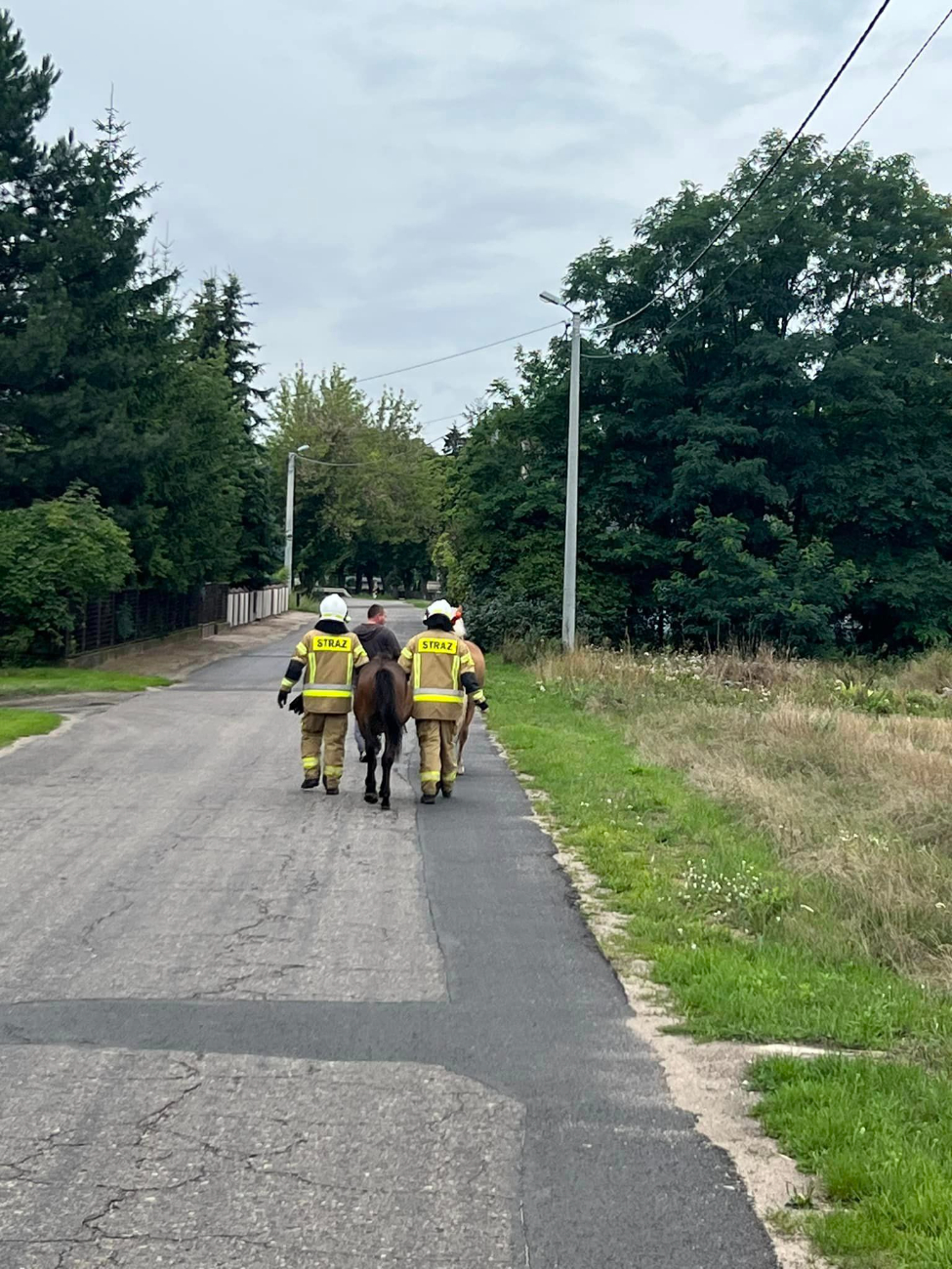 Akcja w Ciążeniu. Uciekły konie