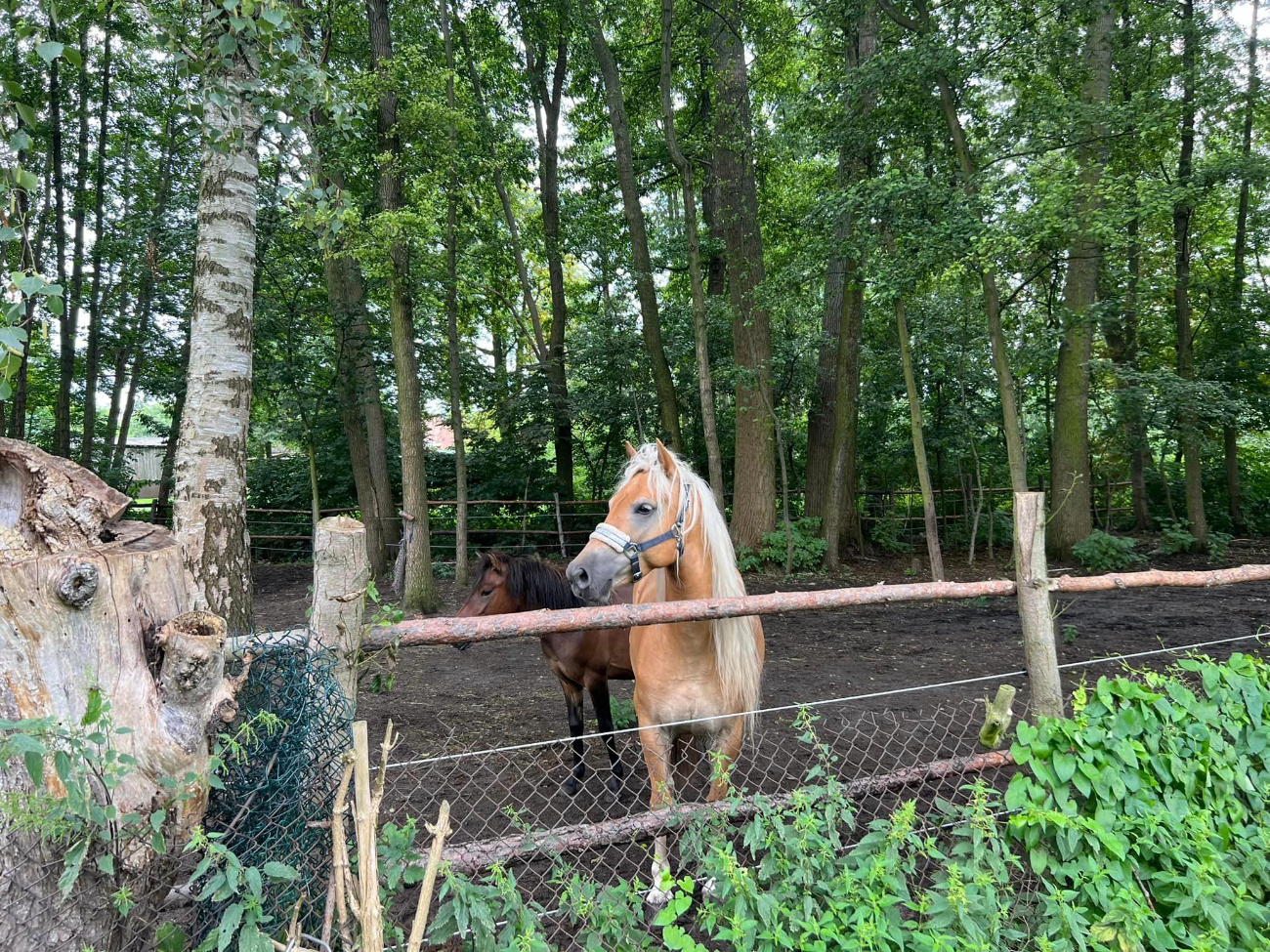 Akcja w Ciążeniu. Uciekły konie