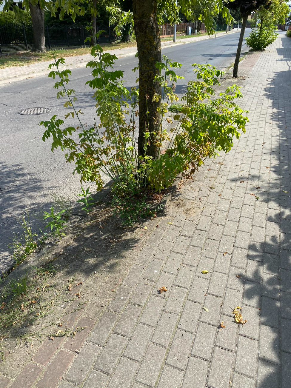 Tak wygląda droga na dworzec. „Wszystko jest zaniedbane”