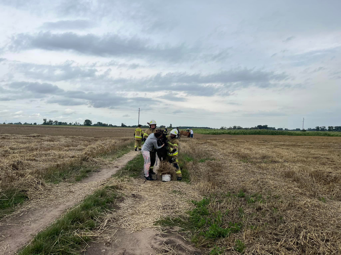 Akcja w Ciążeniu. Uciekły konie
