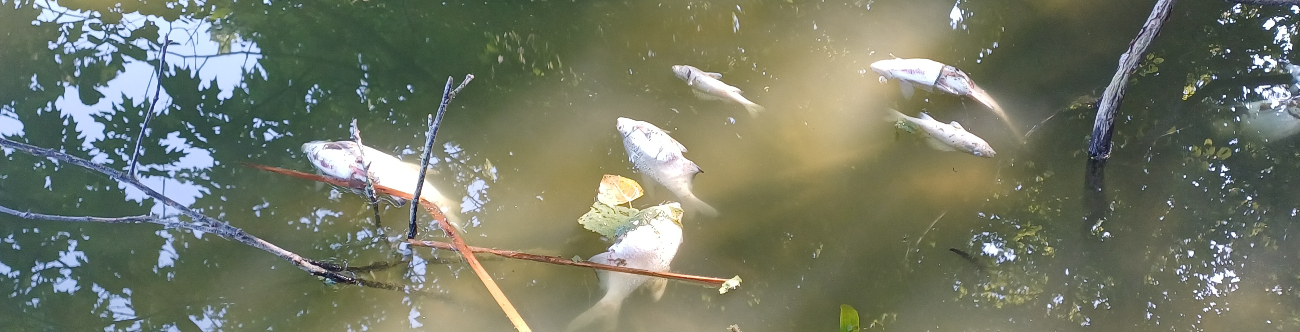 Jezioro pięknieje, a ryby zdychają