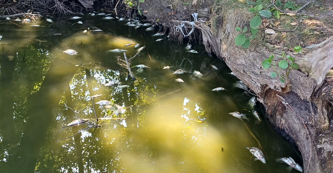 Jezioro pięknieje, a ryby zdychają