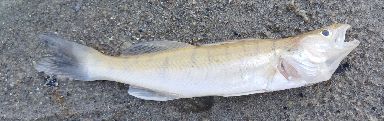 Jezioro pięknieje, a ryby zdychają