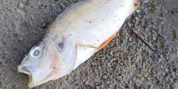 Jezioro pięknieje, a ryby zdychają