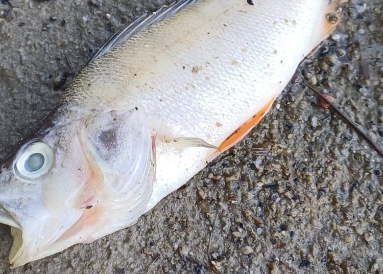 Jezioro pięknieje, a ryby zdychają