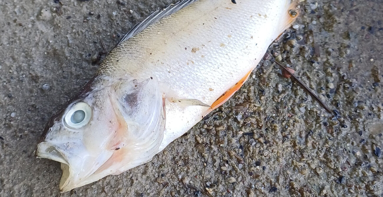 Jezioro pięknieje, a ryby zdychają