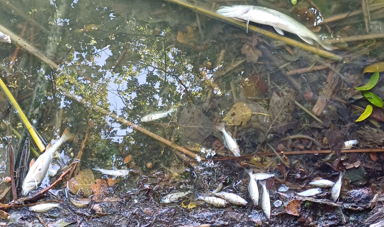 Jezioro pięknieje, a ryby zdychają