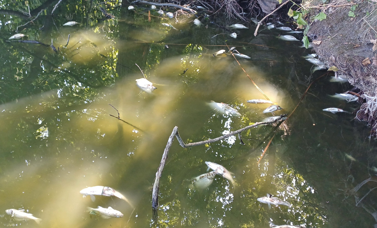 Jezioro pięknieje, a ryby zdychają