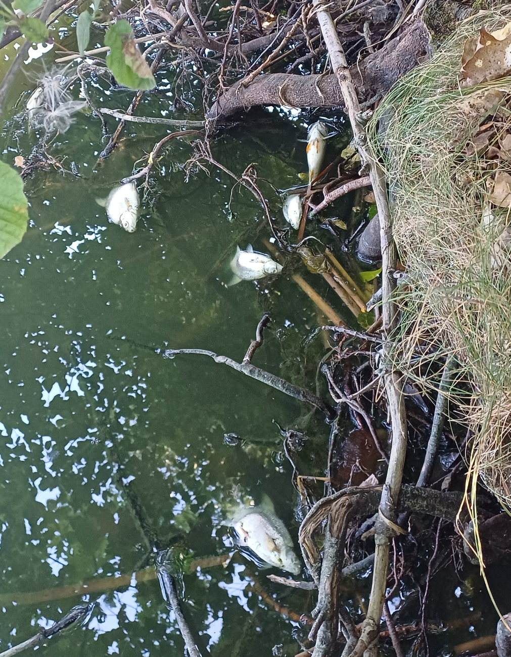 Jezioro pięknieje, a ryby zdychają