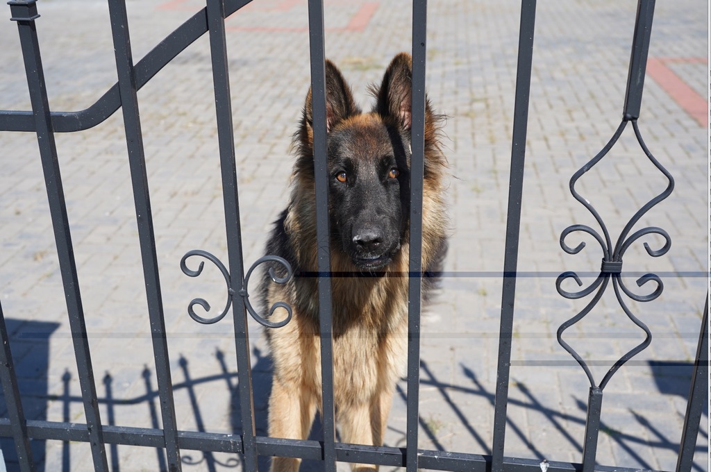 Szokujące sceny. Pies próbował przed nimi uciekać. Wszystko się nagrało