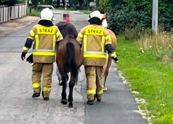 Akcja w Ciążeniu. Uciekły konie
