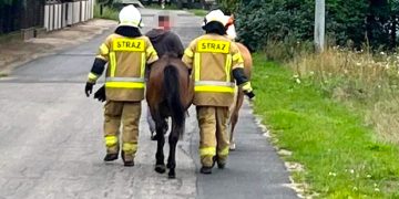 Akcja w Ciążeniu. Uciekły konie