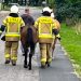 Akcja w Ciążeniu. Uciekły konie