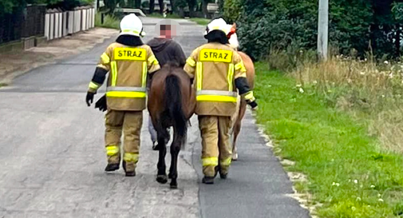 Akcja w Ciążeniu. Uciekły konie
