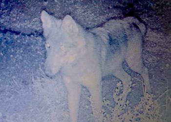 Wilk na naszym terenie. Uchwyciła go fotopułapka