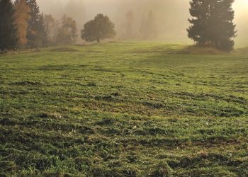 Rolnik przed sądem. Chodzi o dopłaty