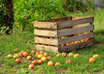 Zróbcie sad z budżetu obywatelskiego