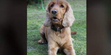 Zaginęła Lusia. Tysiąc złotych nagrody dla znalazcy