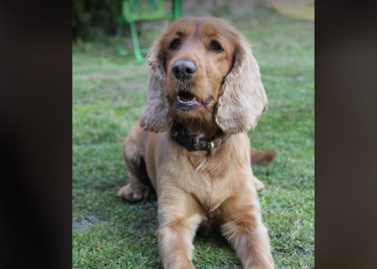 Zaginęła Lusia. Tysiąc złotych nagrody dla znalazcy