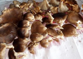 Grzybobranie w styczniu? To możliwe