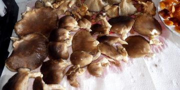 Grzybobranie w styczniu? To możliwe