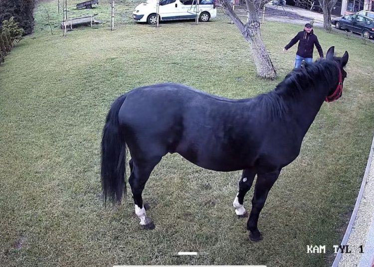 Gonił konia po Słupcy