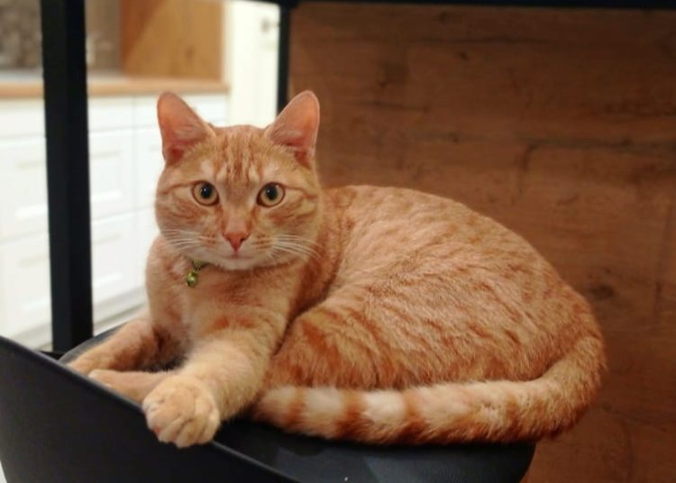 Floki zrobił sobie wycieczkę do Słupcy. Poszukują go zatroskani właściciele