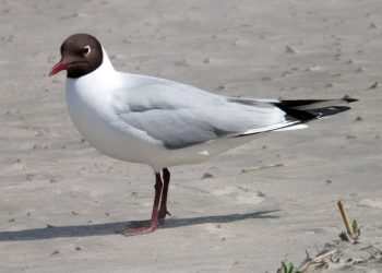 Nie dała rady im ptasia grypa. Śmieszki czują się tu dobrze