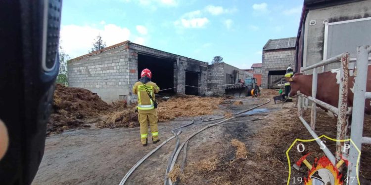 Pożar w Szamarzewie. 13 jałówek o włos od śmierci