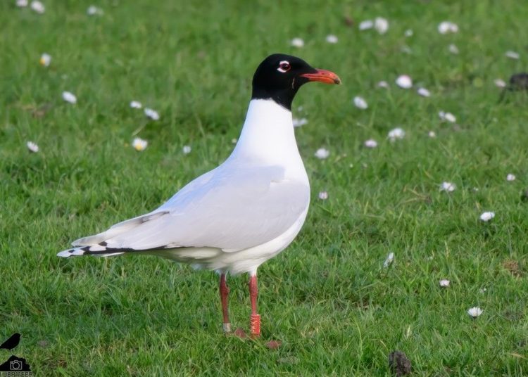 Wykluła się w Powidzu. Po dwóch latach „odezwała się” z Holandii