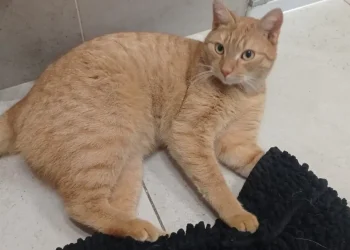 Floki się odnalazł. Szczęśliwa historia kota podróżnika