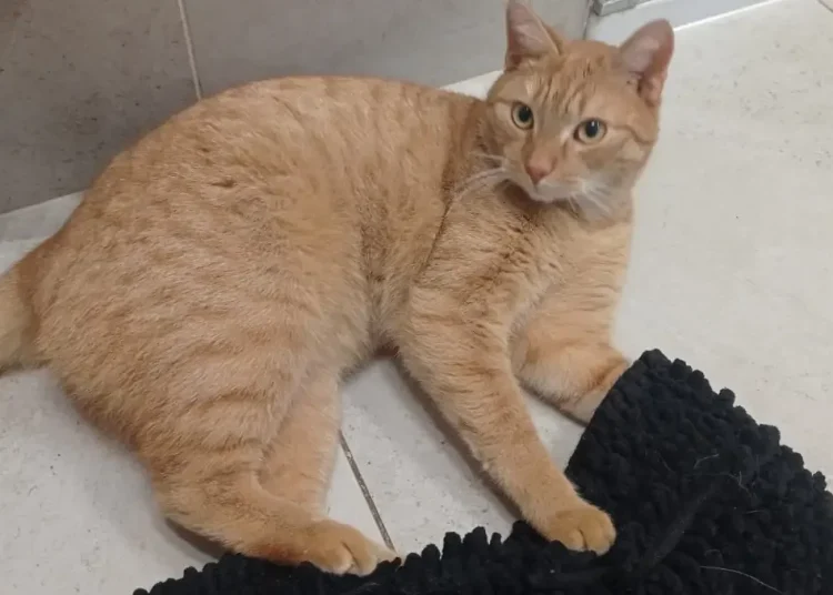 Floki się odnalazł. Szczęśliwa historia kota podróżnika