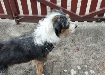 „Z ciężkim sercem muszę oddać”. Szukamy nowych domów