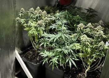 21 zarzutów za uprawę marihuany