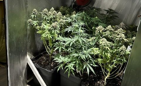 21 zarzutów za uprawę marihuany