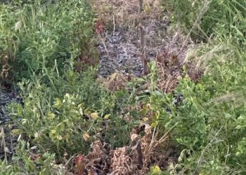 Komu przeszkadzały nasadzenia? Wandale nad Jeziorem Powidzkim