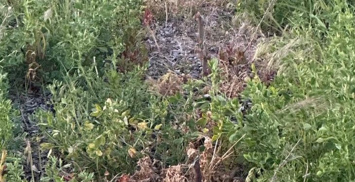 Komu przeszkadzały nasadzenia? Wandale nad Jeziorem Powidzkim