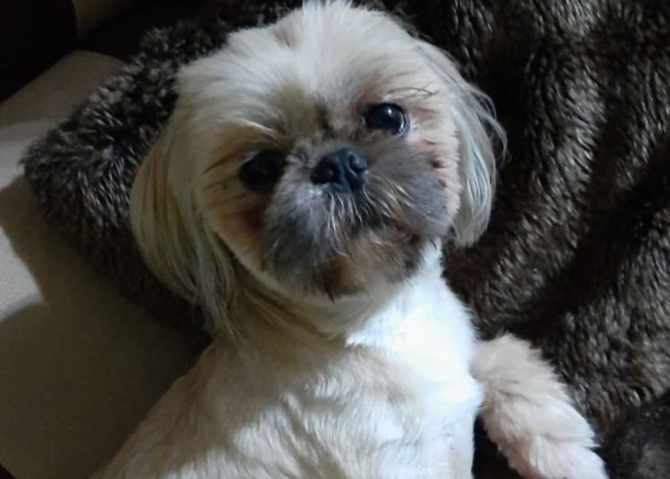 „Przysięgłam sobie i Fikusowi, że zrobię wszystko”. Możesz pomóc