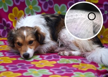 Kto strzelał do Bambusa? W jego ciele jest śrut