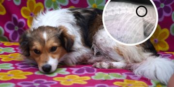 Kto strzelał do Bambusa? W jego ciele jest śrut