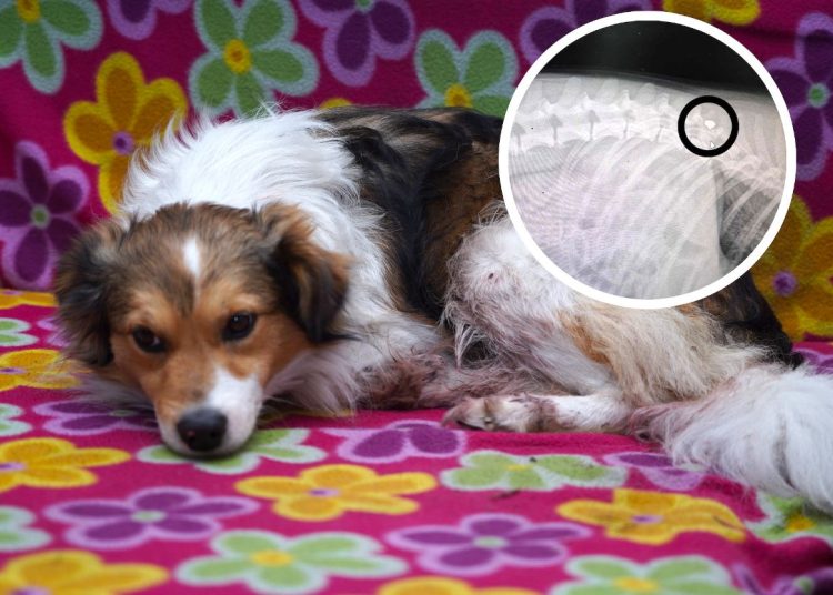 Kto strzelał do Bambusa? W jego ciele jest śrut