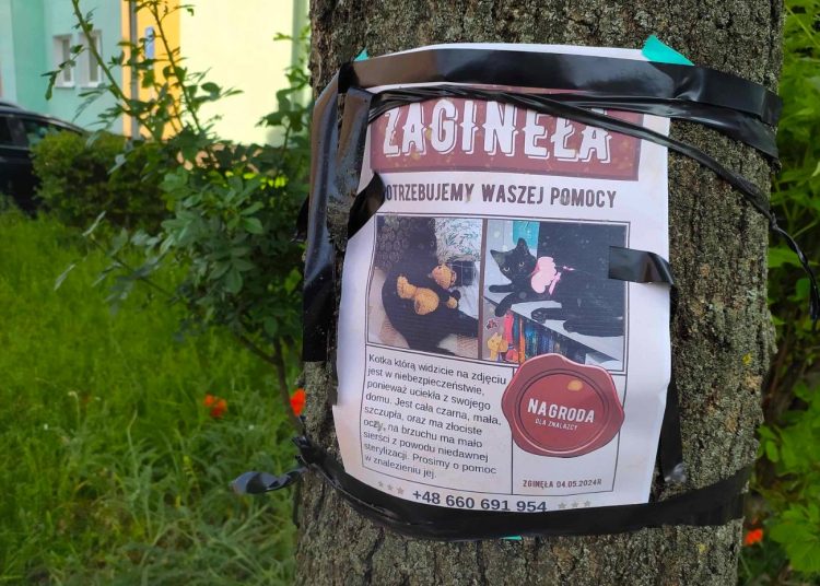 Zaginęła kotka. Jest nagroda dla znalazcy